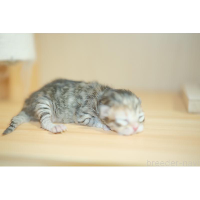 販売中の東京都のブリティッシュロングヘア-134079の3枚目