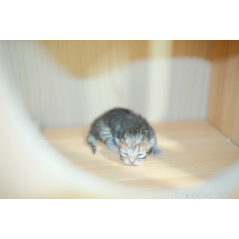 販売中の東京都のブリティッシュロングヘア-134079の2枚目