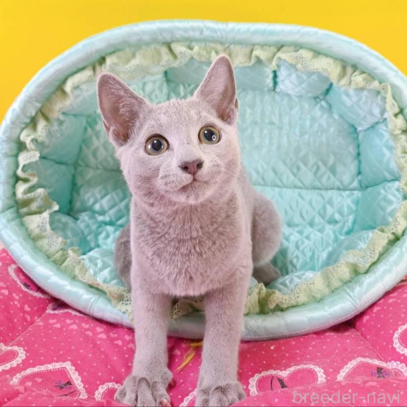 販売中の埼玉県のロシアンブルー-134099の6枚目