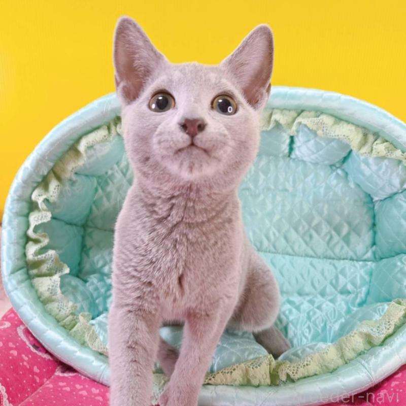 販売中の埼玉県のロシアンブルー-134099の5枚目