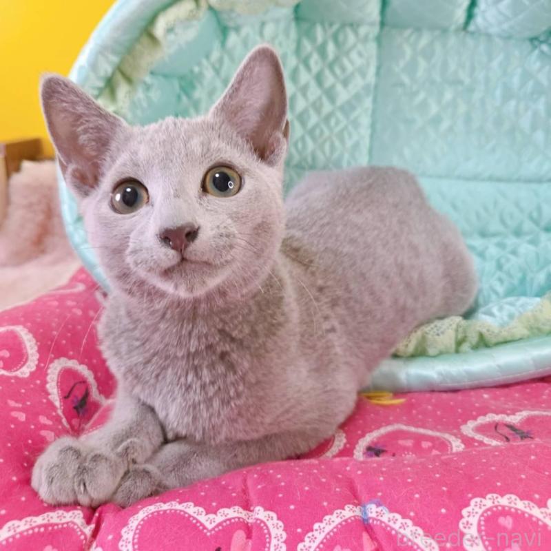 販売中の埼玉県のロシアンブルー-134099の4枚目