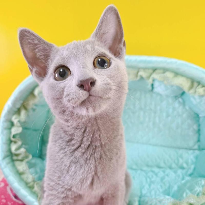 販売中の埼玉県のロシアンブルー-134099の1枚目