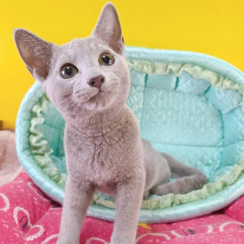 販売中の埼玉県のロシアンブルー-134099の3枚目