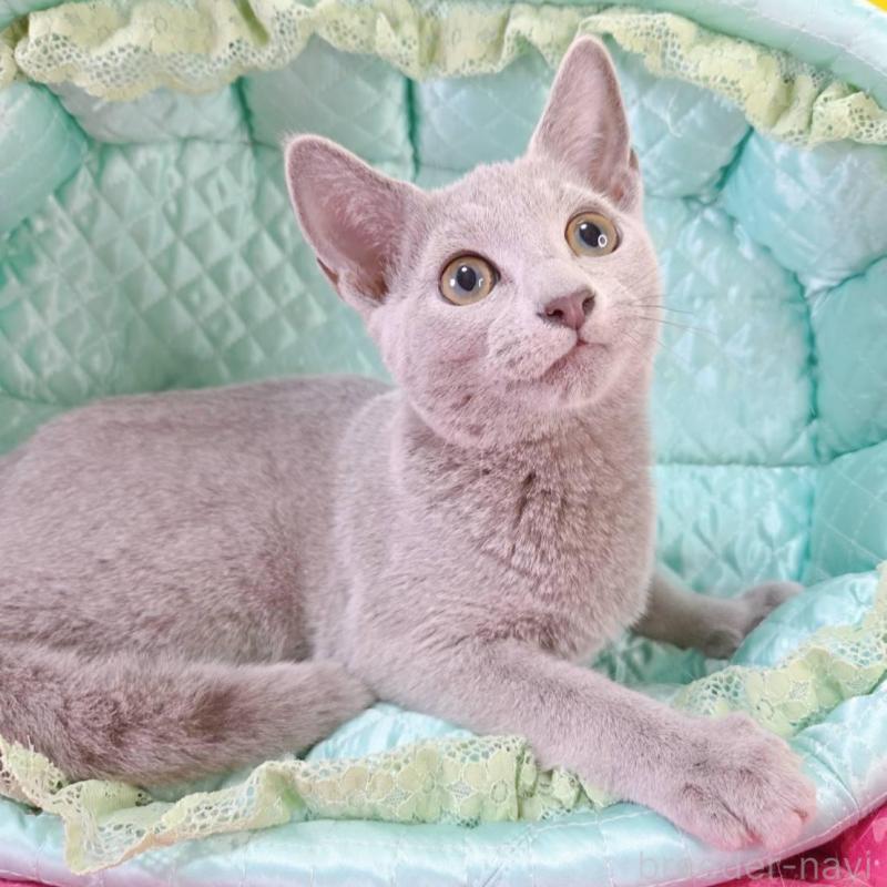 販売中の埼玉県のロシアンブルー-134099の2枚目