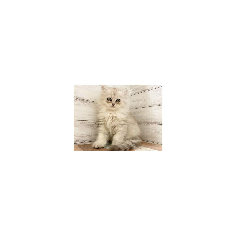 販売中の新潟県のマンチカン-134100の2枚目