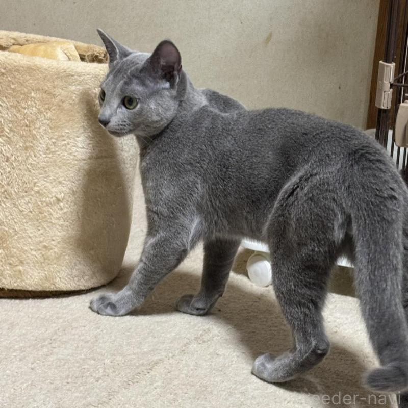 販売中の静岡県のロシアンブルー-134106の3枚目