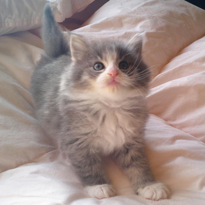 販売中の愛知県のノルウェージャンフォレストキャット-134167の5枚目