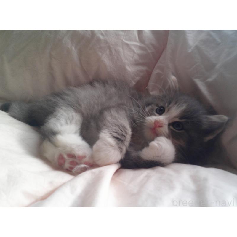 販売中の愛知県のノルウェージャンフォレストキャット-134167の4枚目