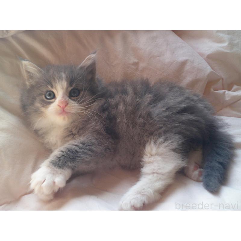 販売中の愛知県のノルウェージャンフォレストキャット-134167の3枚目