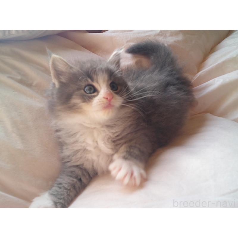 販売中の愛知県のノルウェージャンフォレストキャット-134167の2枚目