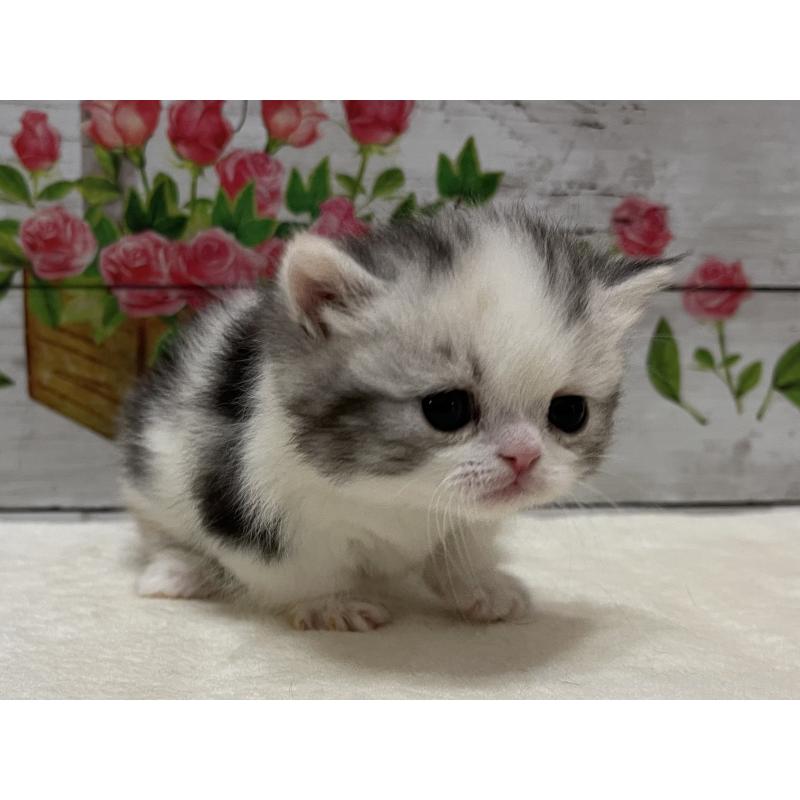 販売中の山梨県のミヌエット-134168の1枚目