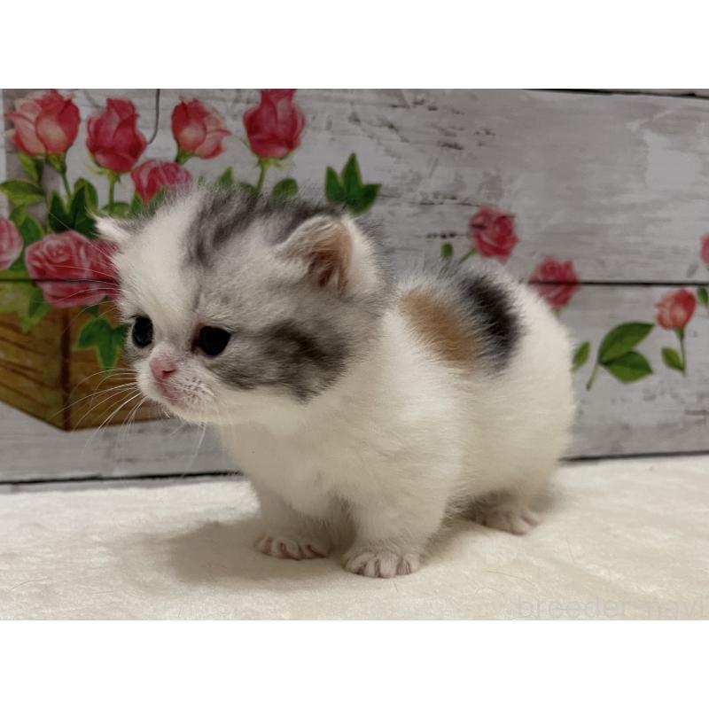 販売中の山梨県のミヌエット-134168の10枚目