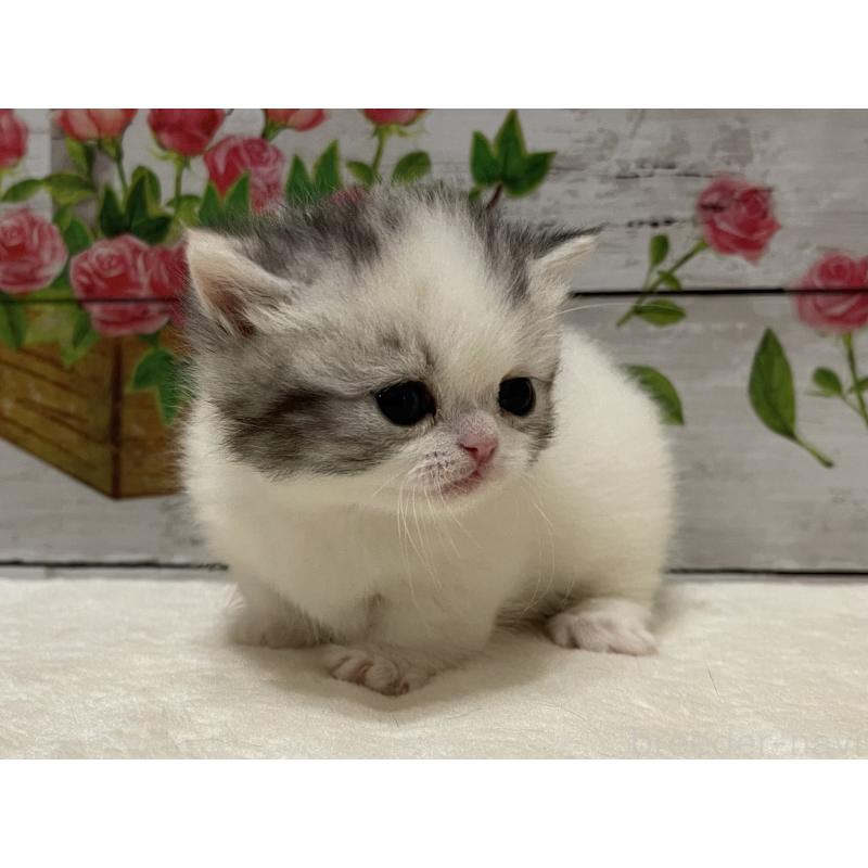 販売中の山梨県のミヌエット-134168の8枚目