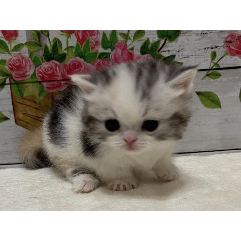 販売中の山梨県のミヌエット-134168の7枚目