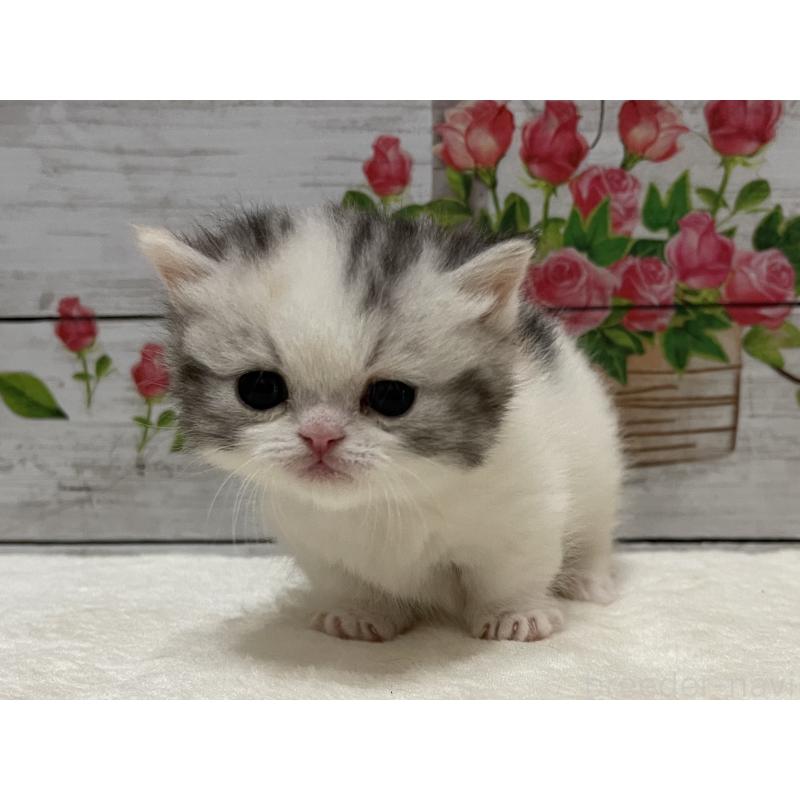 販売中の山梨県のミヌエット-134168の6枚目