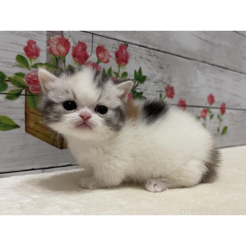 販売中の山梨県のミヌエット-134168の5枚目