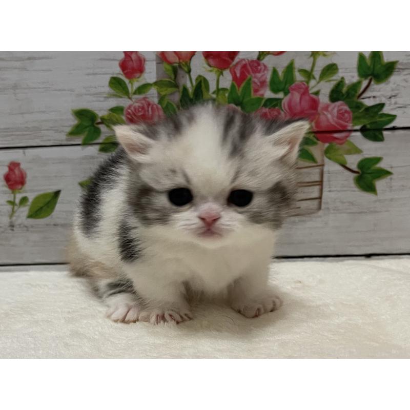 販売中の山梨県のミヌエット-134168の3枚目