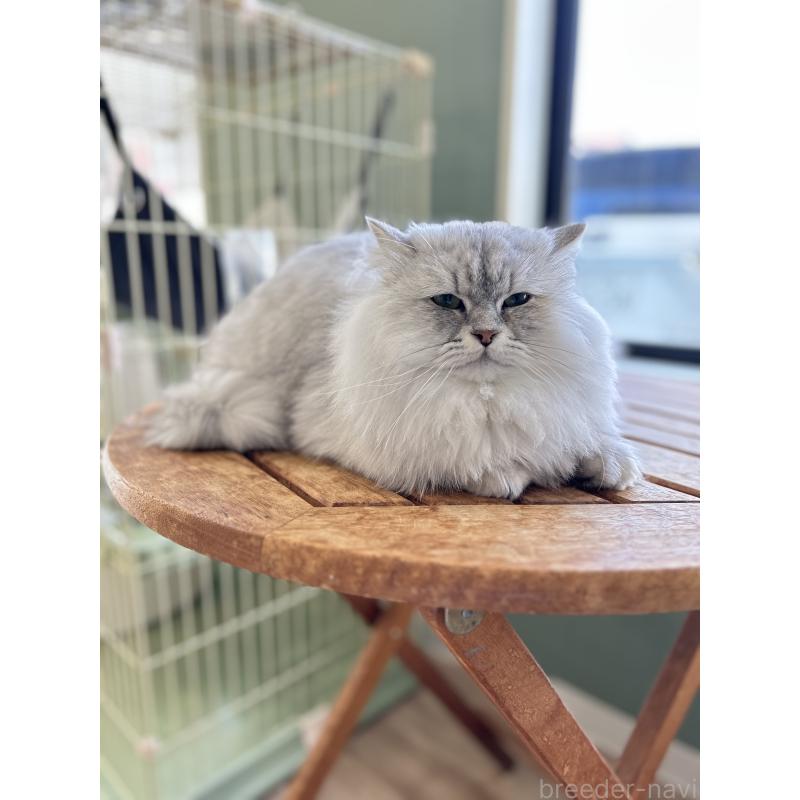 販売中の長野県のミヌエット-131594の6枚目