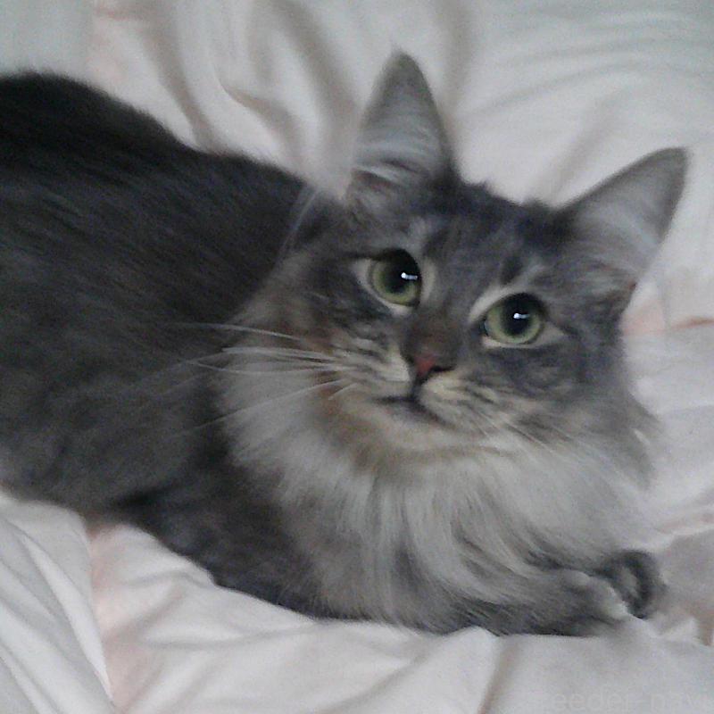 販売中の愛知県のノルウェージャンフォレストキャット-122005