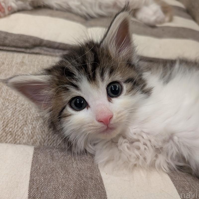 販売中の埼玉県のノルウェージャンフォレストキャット-134169