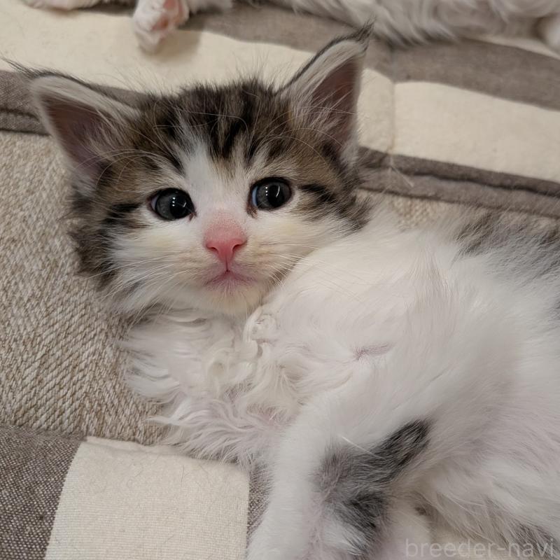 販売中の埼玉県のノルウェージャンフォレストキャット-134169の12枚目