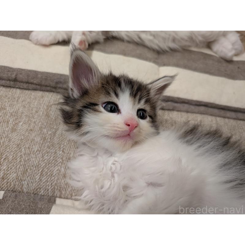 販売中の埼玉県のノルウェージャンフォレストキャット-134169の11枚目