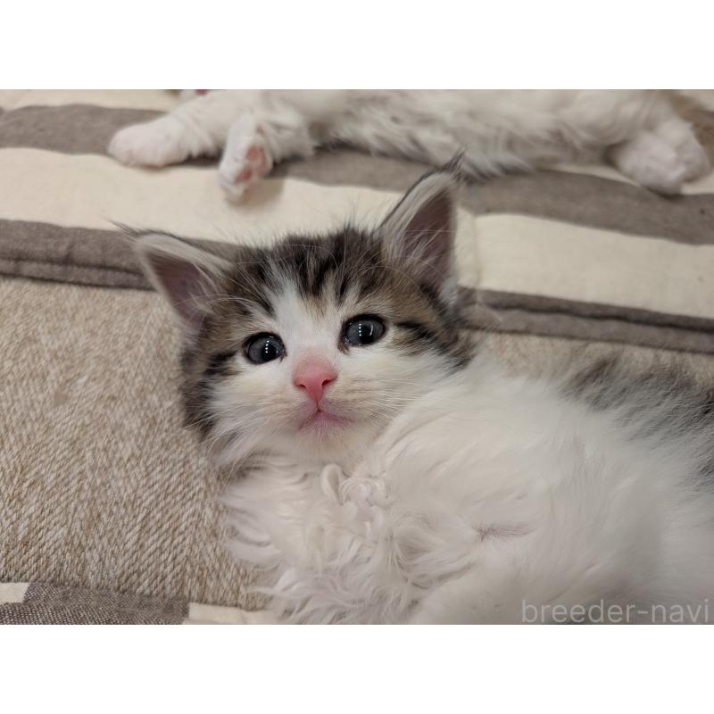 販売中の埼玉県のノルウェージャンフォレストキャット-134169の10枚目