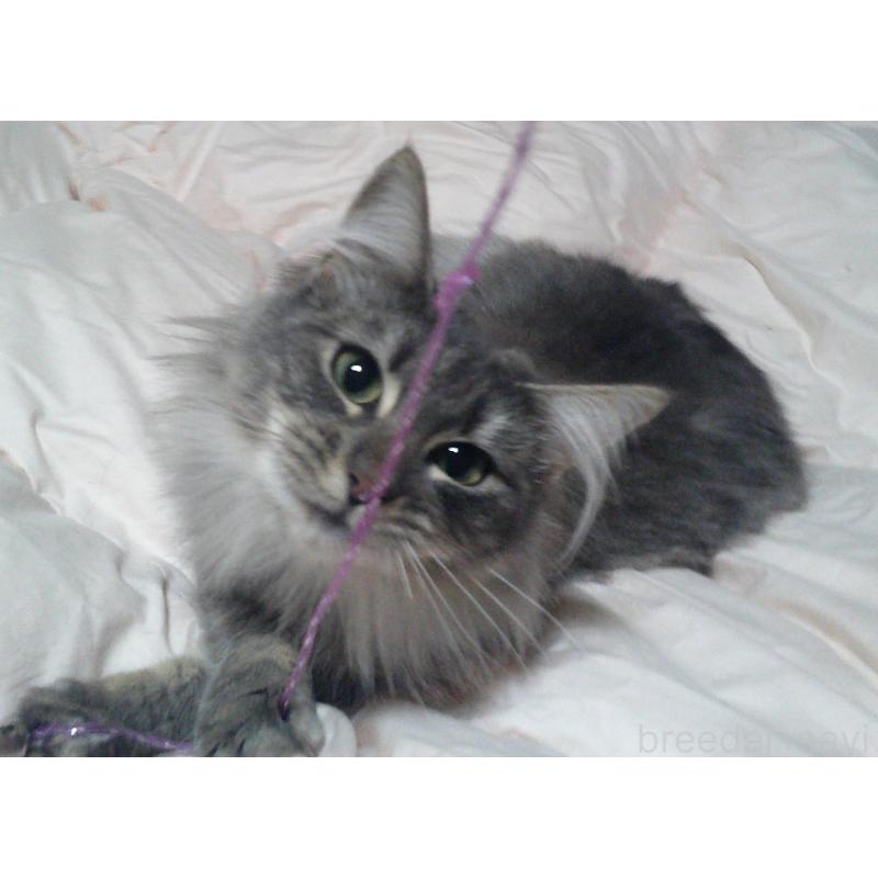 販売中の愛知県のノルウェージャンフォレストキャット-122005の4枚目