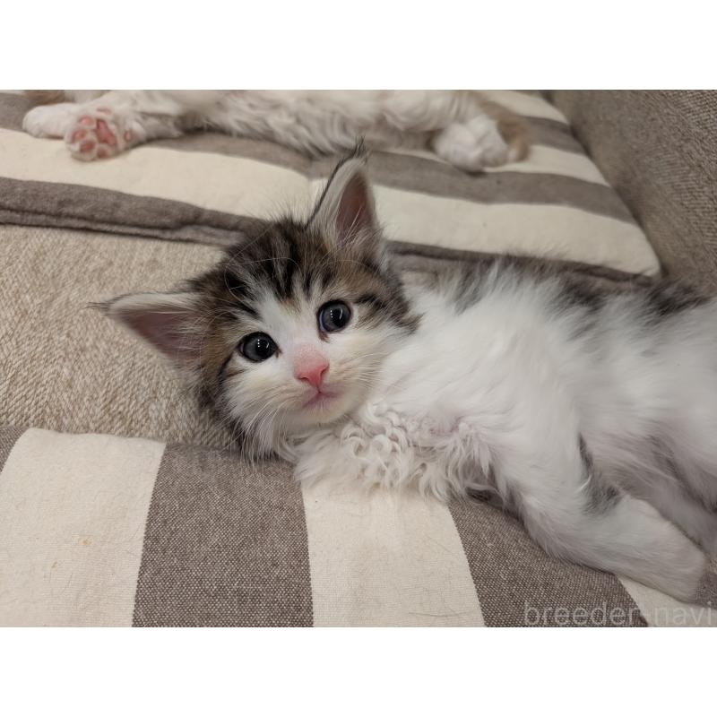 販売中の埼玉県のノルウェージャンフォレストキャット-134169の9枚目