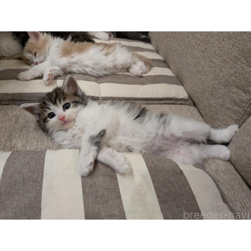 販売中の埼玉県のノルウェージャンフォレストキャット-134169の8枚目