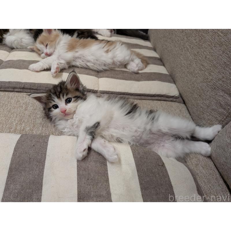 販売中の埼玉県のノルウェージャンフォレストキャット-134169の7枚目