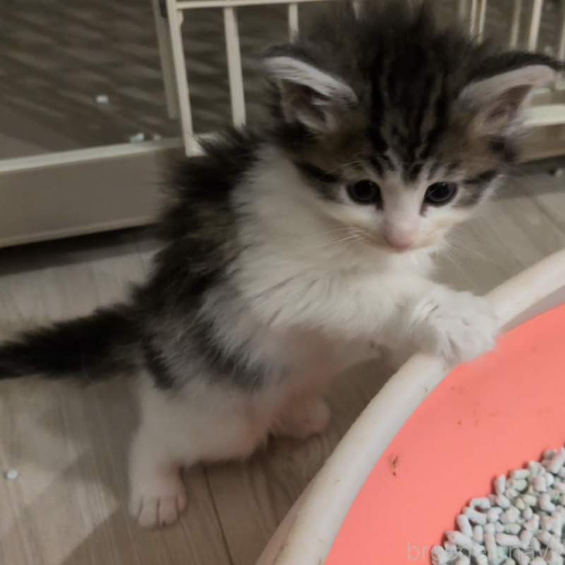 販売中の埼玉県のノルウェージャンフォレストキャット-134169の6枚目