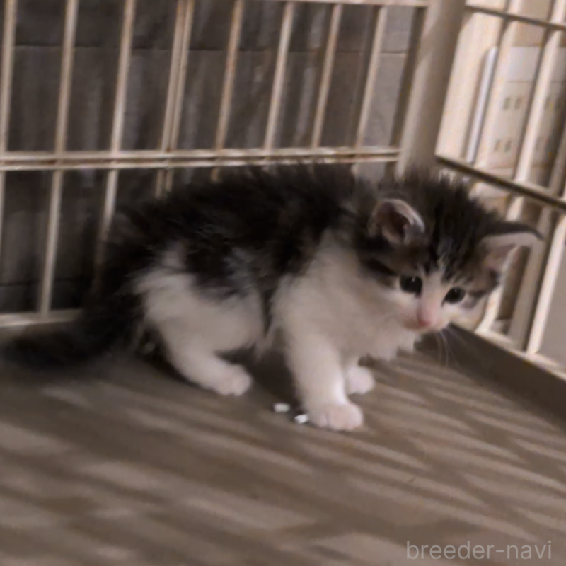 販売中の埼玉県のノルウェージャンフォレストキャット-134169の5枚目