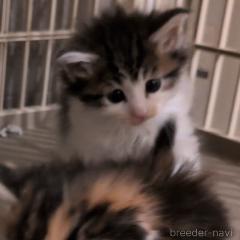 販売中の埼玉県のノルウェージャンフォレストキャット-134169の4枚目