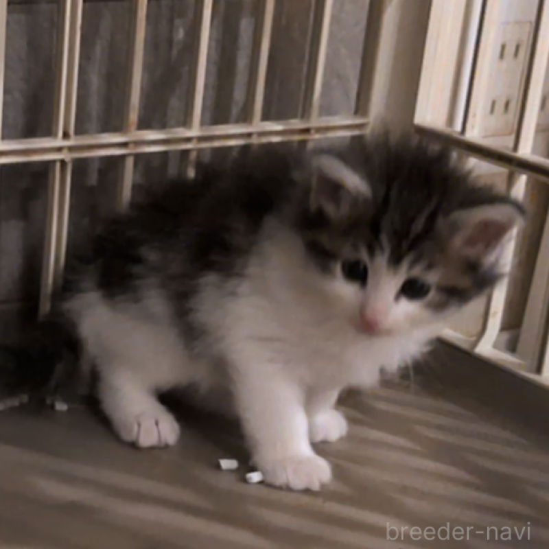 販売中の埼玉県のノルウェージャンフォレストキャット-134169の3枚目