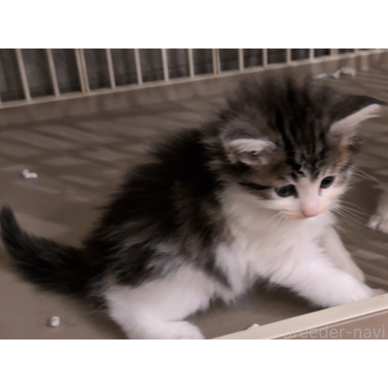 販売中の埼玉県のノルウェージャンフォレストキャット-134169の2枚目