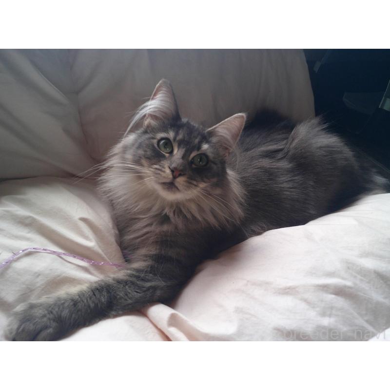 販売中の愛知県のノルウェージャンフォレストキャット-122005の2枚目