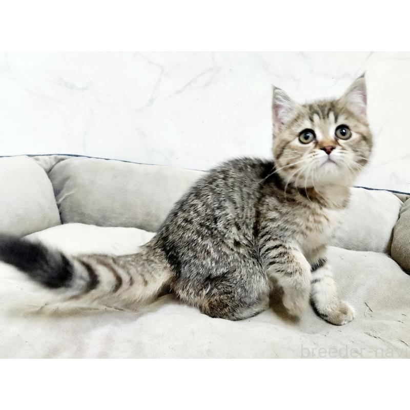 販売中の北海道のスコティッシュフォールド-134166の8枚目