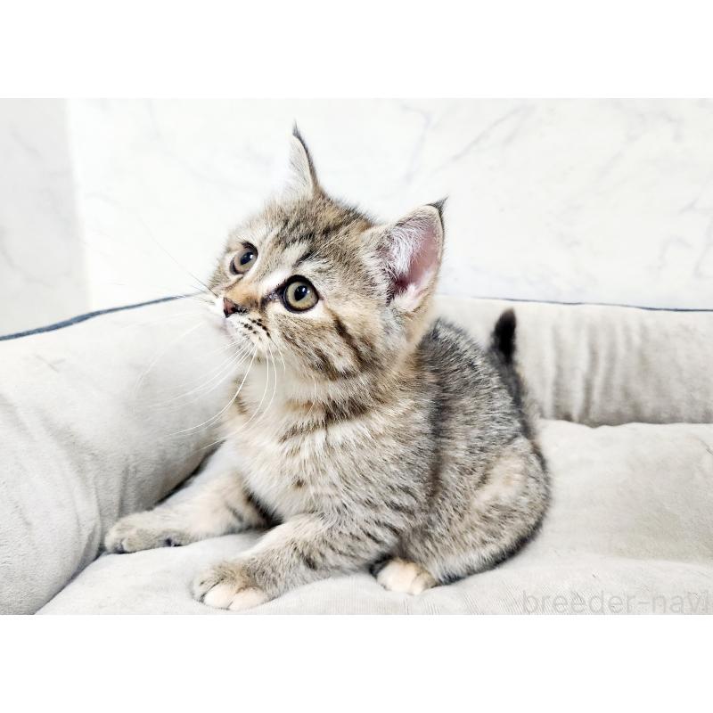 販売中の北海道のスコティッシュフォールド-134166の7枚目