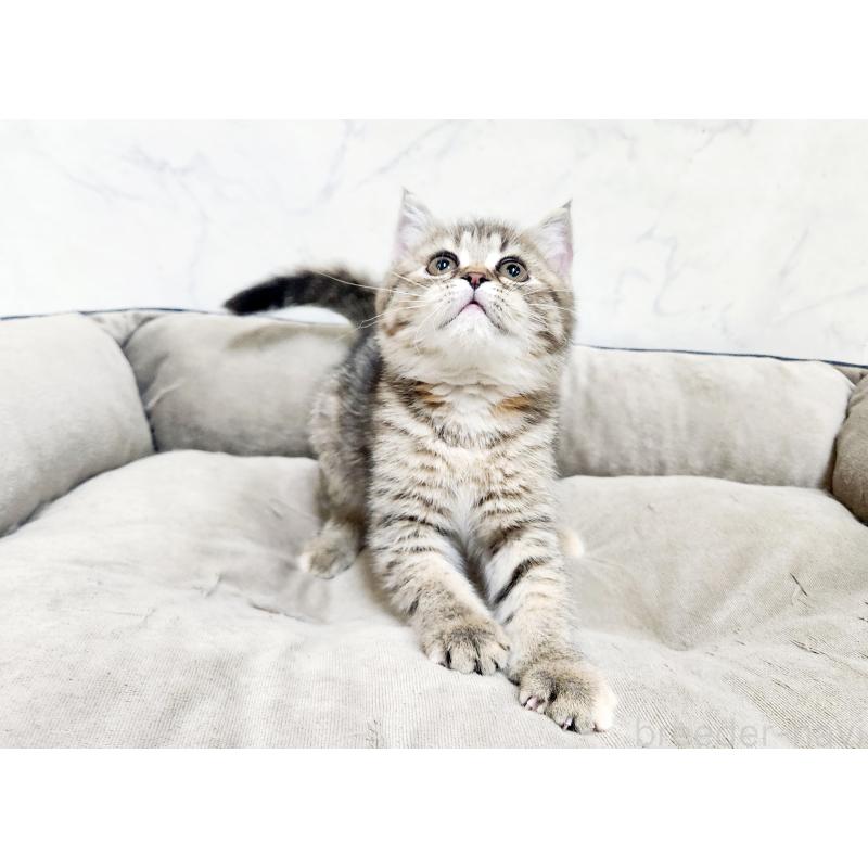 販売中の北海道のスコティッシュフォールド-134166の5枚目