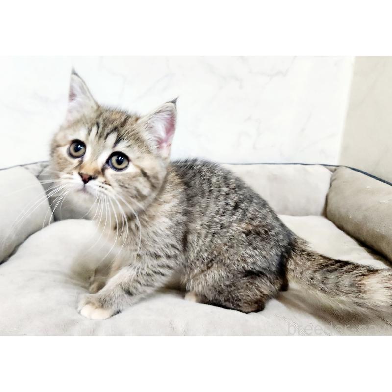 販売中の北海道のスコティッシュフォールド-134166の4枚目