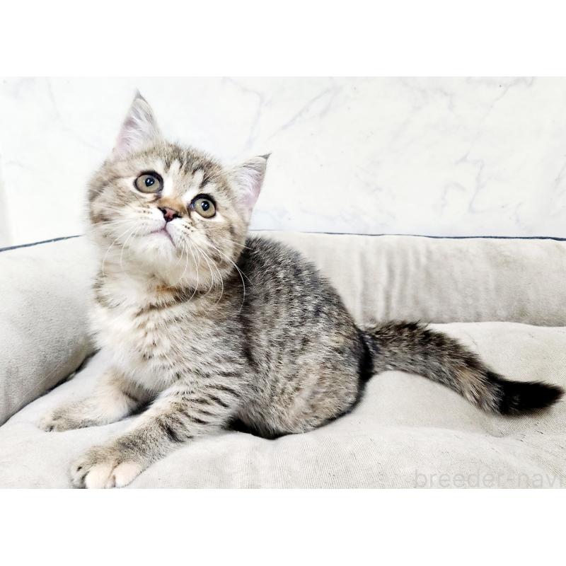 販売中の北海道のスコティッシュフォールド-134166の3枚目