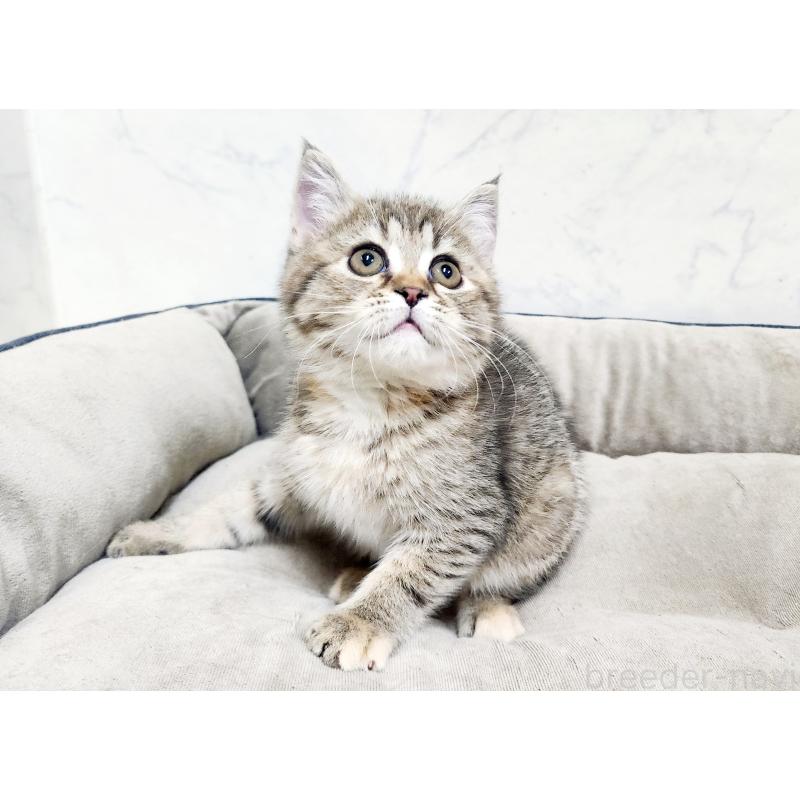 販売中の北海道のスコティッシュフォールド-134166の2枚目