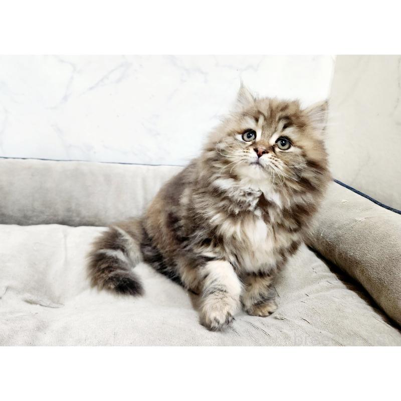 販売中の北海道のスコティッシュフォールド-134170の9枚目