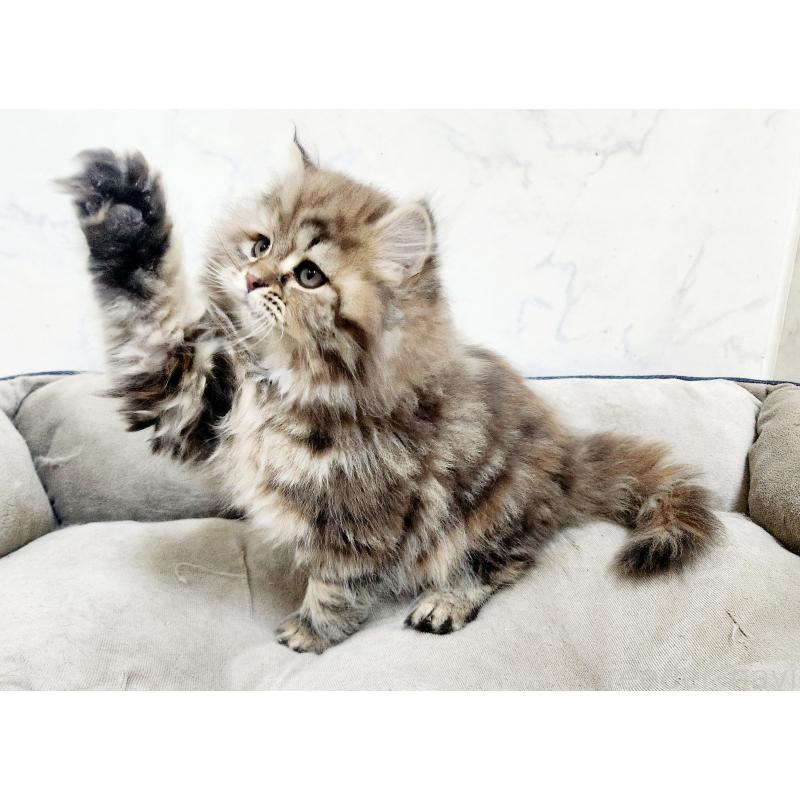 販売中の北海道のスコティッシュフォールド-134170の6枚目