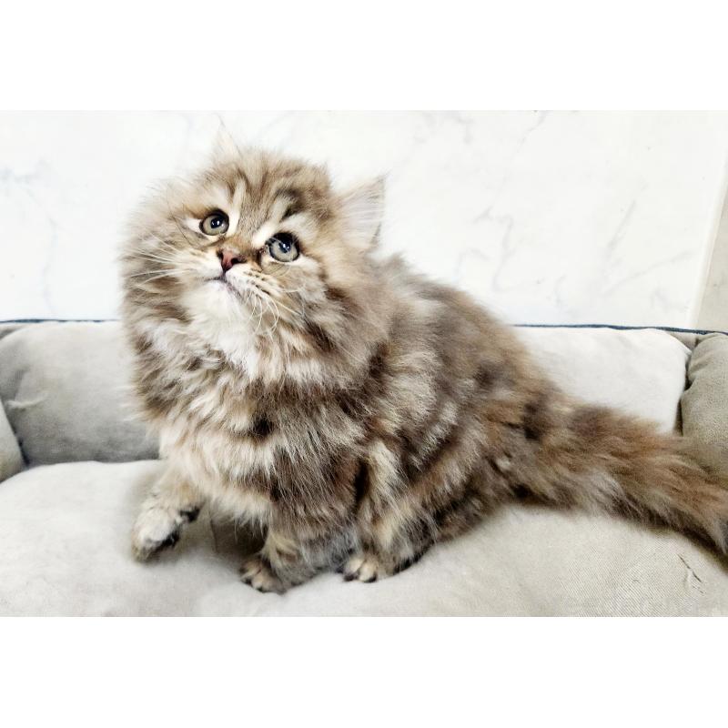 販売中の北海道のスコティッシュフォールド-134170の5枚目