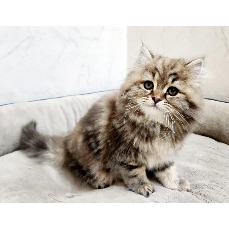 販売中の北海道のスコティッシュフォールド-134170の4枚目