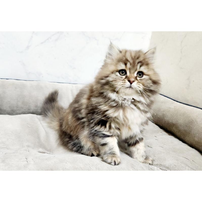 販売中の北海道のスコティッシュフォールド-134170の3枚目