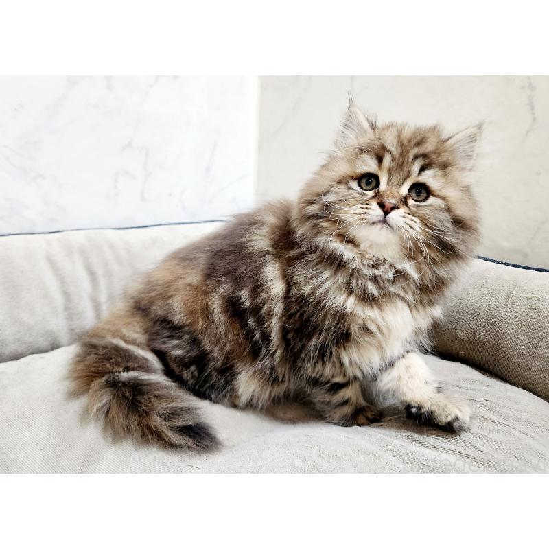 販売中の北海道のスコティッシュフォールド-134170の2枚目