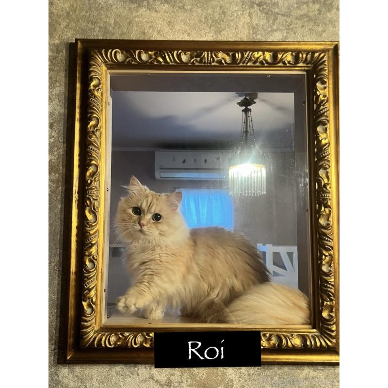 Roi（ロワ）くん1枚目